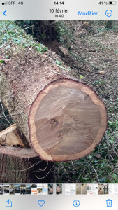 Photo de galerie - Elagage 