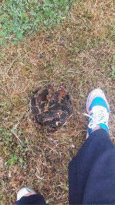 Photo de galerie - Dessoucheuse / Rogneuse