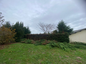 Photo de galerie - Taille de haies et d'arbustes