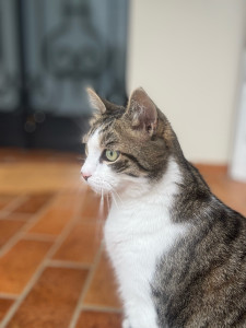 Photo de galerie - Garde de vos animaux à votre domicile 