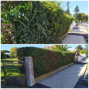 Photo de galerie - Taille de haies et d'arbustes