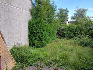 Photo de galerie - Remise en état pelouse et haie de thuyas avant/après