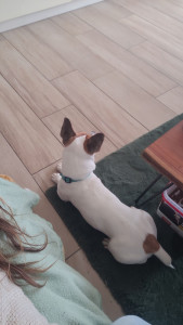 Photo de galerie - Garde chien