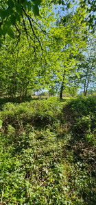 Photo de galerie - AVANT 
débroussaillage sous bois.