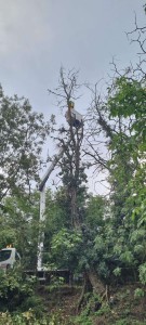 Photo de galerie - Elagage et coupe d'arbres