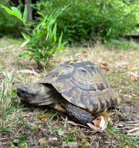 Photo de galerie - Garde animaux