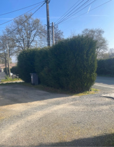 Photo de galerie - Taille de haies avant 