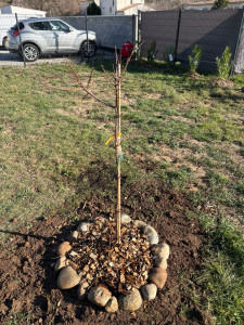 Photo de galerie - Plantation abricotier avec amendement 