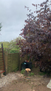 Photo de galerie - Après abattage 