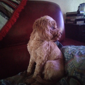 Photo de galerie - Garde chien