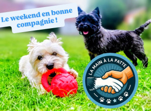 Photo de galerie - Garde de chiens au domicile des propriétaires durant les départs en vacances ou en weekend.
Visites ponctuelles