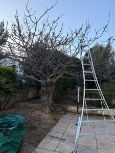 Photo de galerie - Elagage et coupe d'arbres