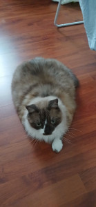 Photo de galerie - Actuellement, je garde Rock’n’Roll, un chat très gentil et magnifique. Tout se passe à merveille avec lui, c’est un vrai plaisir de m’occuper de lui.