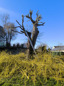 Photo de galerie - élagage saules pleureur 