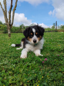 Photo de galerie - Garde chien