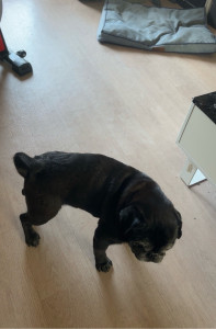 Photo de galerie - Du 16/08 au 29/08 : première garde d’animaux , dont un chien très sage ! Expérience à refaire avec plaisir ! ?