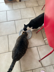 Photo de galerie - Garde de 5 chats durant le séjour de leur humaine, visite une fois par jour 1 peu plus d’une heure pour s’occuper de les nourris les brosser et surtout leur donner une présence  :) 