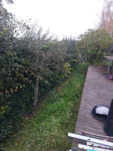 Photo de galerie - Tonte de pelouse - Débroussaillage