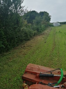 Photo de galerie - Tonte de pelouse - Débroussaillage