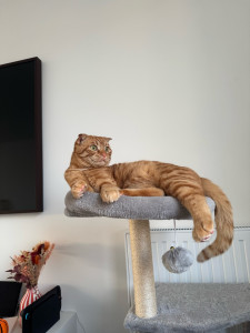 Photo de galerie - Garde chat 