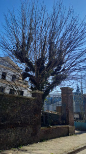 Photo de galerie - Elagage et coupe d'arbres