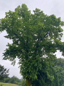 Photo de galerie - Elagage et coupe d'arbres