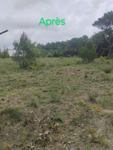 Photo de galerie - Débarras végétaux
