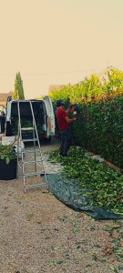 Photo de galerie - Taille de haie de lauriers sur Nuits st Georges 