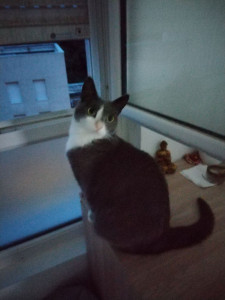 Photo de galerie - Garde animaux