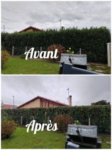 Photo de galerie - Taille de haies et d'arbustes