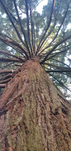 Photo de galerie - Taille séquoias 