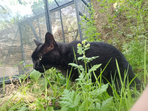 Photo de galerie - Garde chat