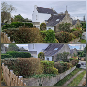 Photo de galerie - Taille de haies et d'arbustes