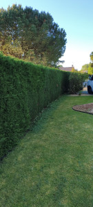 Photo de galerie - Taille de haies 
