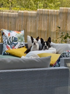 Photo de galerie - Je recherche une personne pour garder 
nos toutous