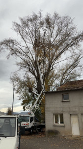 Photo de galerie - Arbre dangereux 30 mètre 