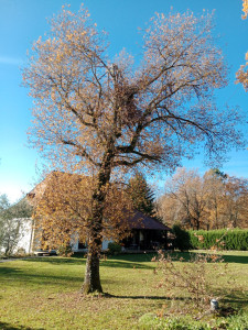 Photo de galerie - Abattage d'un chêne
