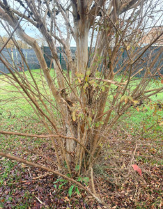 Photo de galerie - Avant 