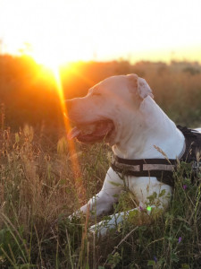 Photo de galerie - Bonjour je me propose de garder vaut animaux chient chat tout je peux aller les promener l’heure faire l’heure toilette j’aime extrêmement bien les animaux j’ai un chat un lapin un chient 