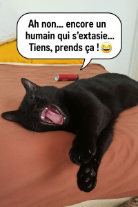 Photo de galerie - Cours de communication animale et d'éducation feline un bilan comportemental possible durant les gardes 