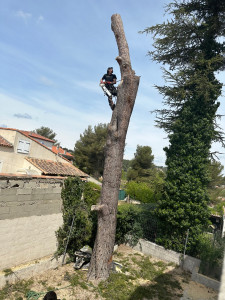 Photo de galerie - Elagage et coupe d'arbres