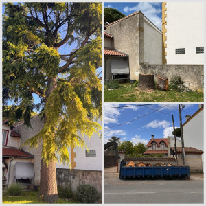 Photo de galerie - Elagage et coupe d'arbres