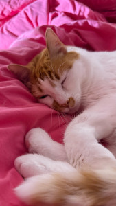 Photo de galerie - .