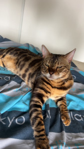 Photo de galerie - Garde d’un chat d’une amie