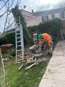 Photo de galerie - Abattage d’un arbre boulot avec tronçonneuse style équipement professionnel 