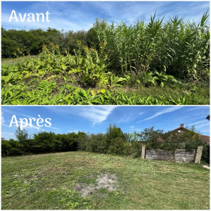 Photo de galerie - Débroussaillage et traitement de grande oseille sauvage et de roseau commun 