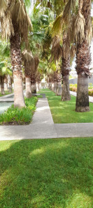 Photo de galerie - Désherbage  et  nettoyage de jardin à Marseille 