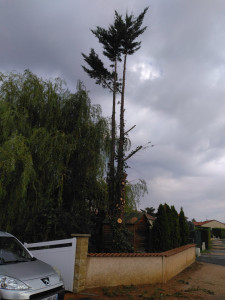 Photo de galerie - Suppression d'arbres en cours