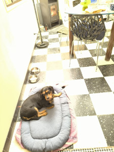 Photo de galerie - Très très douce et agréable à garder Lyly ❤️