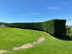 Photo de galerie - Haie une fois taillé 